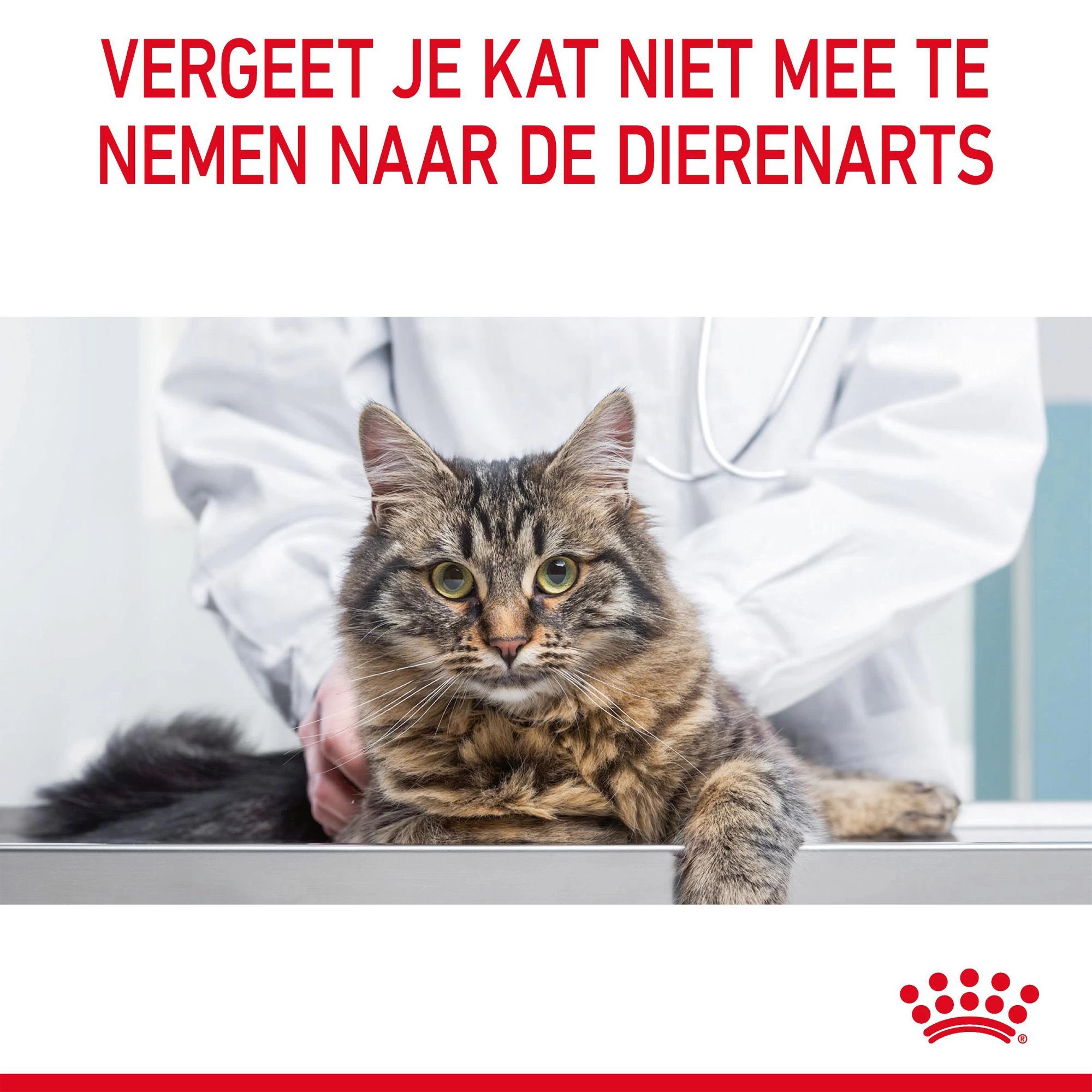 Royal Canin Appetite Control Care In Gravy 12 Royal Canin Appetite Control Care In Gravy - Afbeelding 12