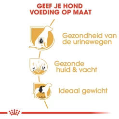 Royal Canin Bichon Frisé Adult - Hondenvoer -HondenTopDeals 4wFWaufTXwZ7HGQCAWJ4QuQUL7VBVA metaUm95YWwtQ2FuaW4tQmljaG9uLUZyaXPDqS1BZHVsdF8wMy5qcGc