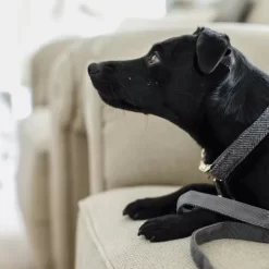 Kentucky Dogwear Hondenhalsband Wool 36 Kentucky Dogwear Hondenhalsband Wool -HondenTopDeals AajpOmKS3gu5UO1Vb74wjZdvxkyh11 metaS2VudHVja3ktRG9nd2Vhci1Ib25kZW5oYWxzYmFuZC1Xb29sLWdyaWpzLWRldGFpbC5wbmc