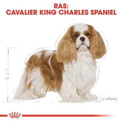 Royal Canin Cavalier King Charles Adult - Hondenvoer 11 Royal Canin Cavalier King Charles Adult - Hondenvoer -HondenTopDeals GWmH9uX1GNvyZ2q0zWLYEgUoZU31cI metaUm95YWwtQ2FuaW4tQ2F2YWxpZXItS2luZy1DaGFybGVzLUFkdWx0XzAyLmpwZw