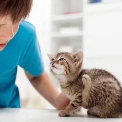 Beaphar Fiprotec Spray -HondenTopDeals beaphar fiprotec spray 213596 2000 none