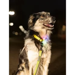 Beeztees Safety Gear Parinca Premium Hondenriem -HondenTopDeals beeztees safety gear parinca premium hondenriem 215039 2000 none