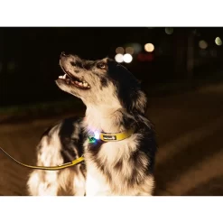 Beeztees Safety Gear Parinca Premium Hondenriem -HondenTopDeals beeztees safety gear parinca premium hondenriem 215048 2000 none