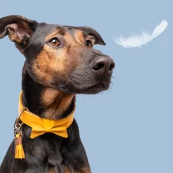 DWAM Bibi Halsband -HondenTopDeals dwam bibi halsband 186283 1000 none