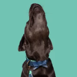 DWAM Halsband Buster -HondenTopDeals dwam buster halsband 186301 1000 none