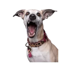 DWAM Halsband Lou Lou -HondenTopDeals dwam halsband lou lou 182182 1000 none