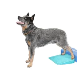 FitPAWS Balance Ramp -HondenTopDeals fitpaws balance ramp 176143 0500 none