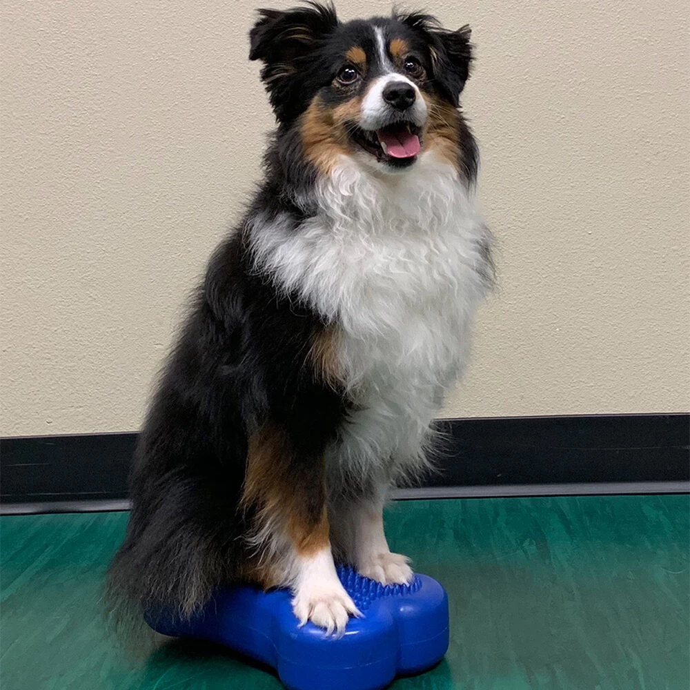 FitPAWS Bone Mini's 3 FitPAWS Bone Mini's - Afbeelding 3