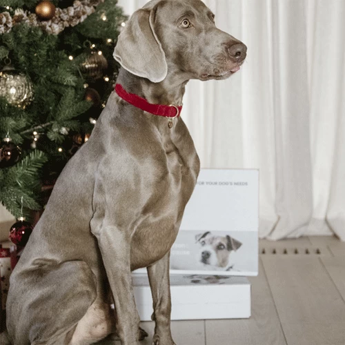 Kentucky Dogwear Corduroy Hondenhalsband 18 Kentucky Dogwear Corduroy Hondenhalsband - Afbeelding 18