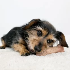 KONG ChewStix Ultra Stick -HondenTopDeals kong chewstix ultra stick 180856 1000 none