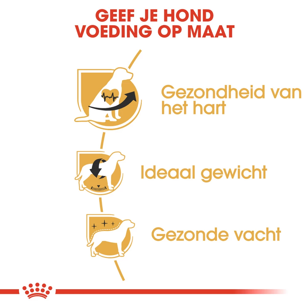 Royal Canin Cavalier King Charles Adult - Hondenvoer 6 Royal Canin Cavalier King Charles Adult - Hondenvoer - Afbeelding 6