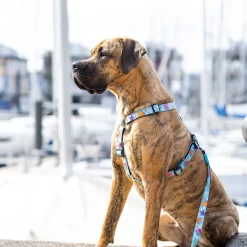 Max & Molly H-Hondenharnas - Blue Ocean 11 Max & Molly H-Hondenharnas - Blue Ocean -HondenTopDeals max molly h hondenharnas blue ocean 221604 2000 none