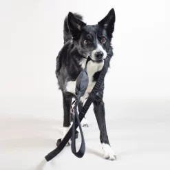PAIKKA Visibility Leash -HondenTopDeals paikka visibility leash 217819 2000 none