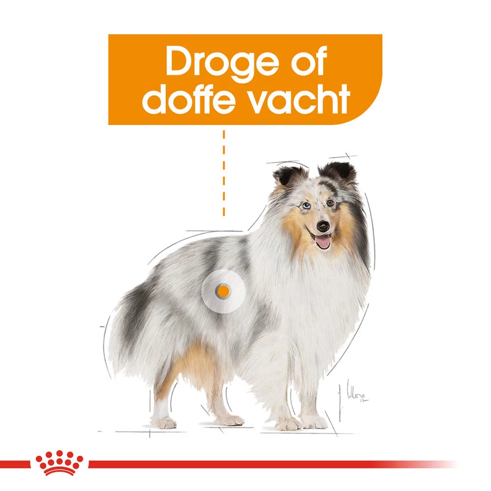 Royal Canin Coat Care Wet - Hondenvoer 4 Royal Canin Coat Care Wet - Hondenvoer - Afbeelding 4