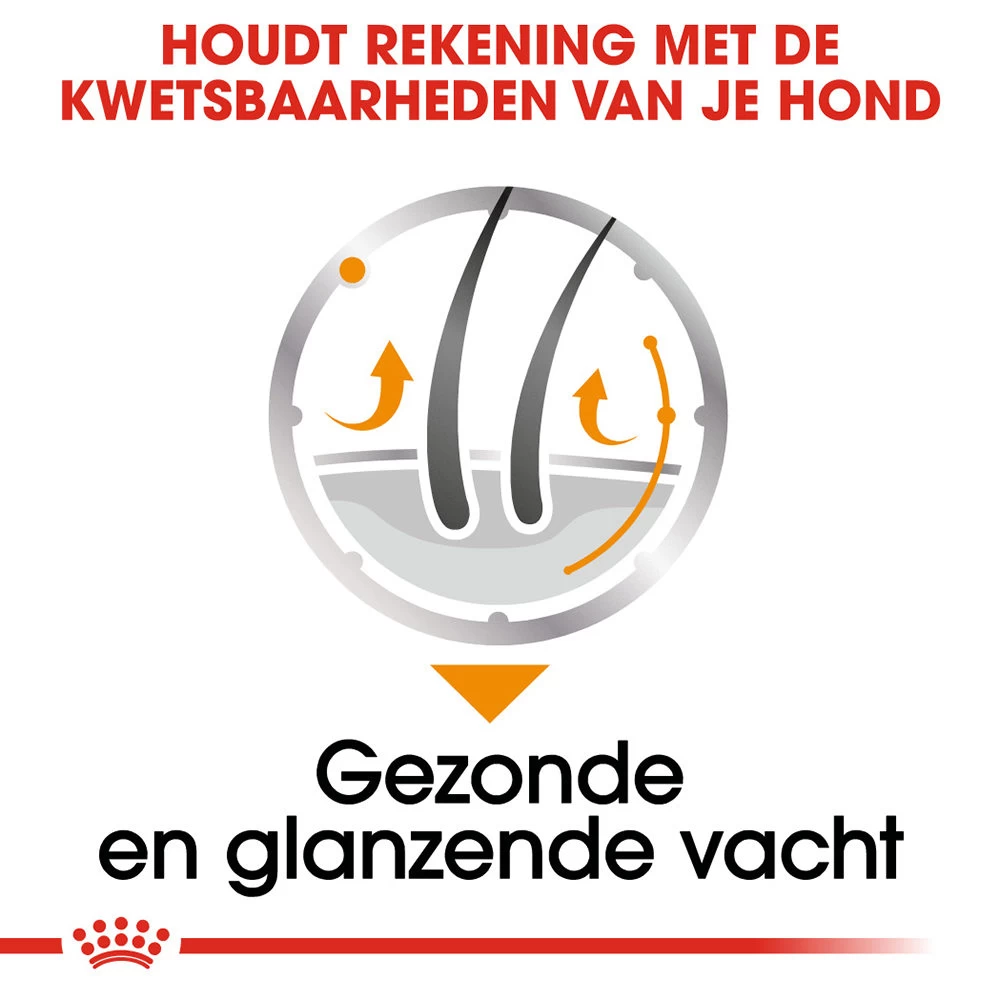 Royal Canin Coat Care Wet - Hondenvoer 6 Royal Canin Coat Care Wet - Hondenvoer - Afbeelding 6
