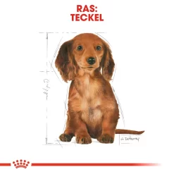 Royal Canin Dachshund Puppy - Hondenvoer -HondenTopDeals royal canin dachshund puppy hondenvoer 138352 1000 none