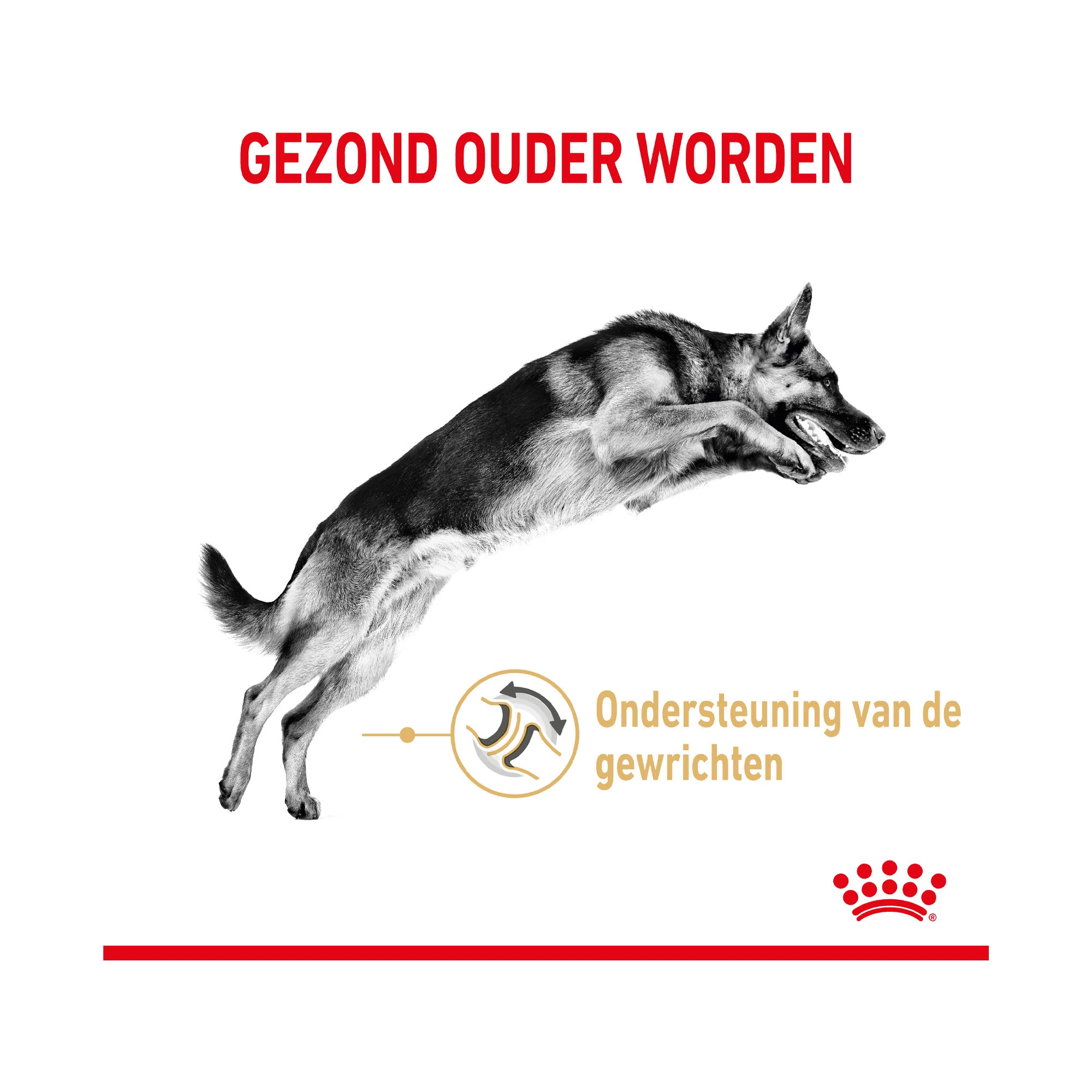 Royal Canin German Shepherd Adult 5+ 5 Royal Canin German Shepherd Adult 5+ - Afbeelding 5