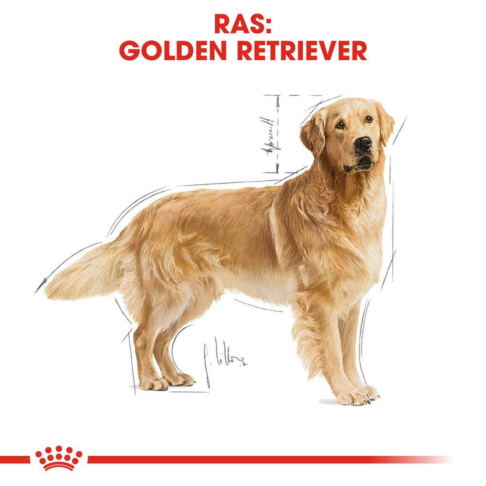 Royal Canin Golden Retriever Adult - Hondenvoer 6 Royal Canin Golden Retriever Adult - Hondenvoer - Afbeelding 6