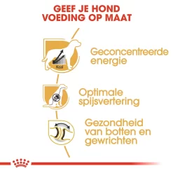 Royal Canin Great Dane Adult - Hondenvoer 11 Royal Canin Great Dane Adult - Hondenvoer -HondenTopDeals royal canin great dane adult hondenvoer 139018 1000 none