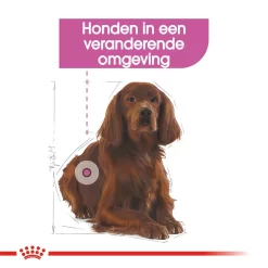 Royal Canin Medium Relax Care - Hondenvoer -HondenTopDeals royal canin medium relax care hondenvoer 131189 1000 none