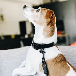 Kentucky Dogwear Soft Rubber Hondenhalsband -HondenTopDeals xYDBbroub2VqCb4Mi4fLn0l80atBHb metaS2VudHVja3ktRG9nd2Vhci1Tb2Z0LVJ1YmJlci1Ib25kZW5oYWxzYmFuZC16d2FydC1zZmVlci5wbmc